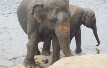 sri_lanka_2014_oocc_tour_121_20140412_1216579367