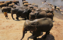 sri_lanka_2014_oocc_tour_123_20140412_1832230248