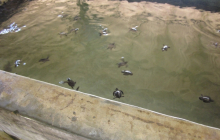 sri_lanka_2014_oocc_tour_24_20140411_1080511919